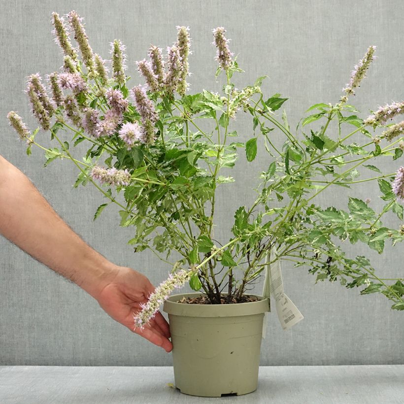 Example of Agastache Beelicious Pink Pot de 3L/4L as you get in ete