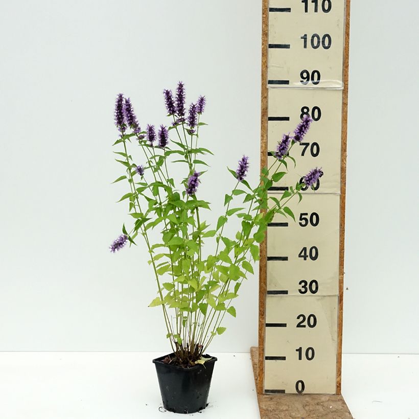 Example of Agastache Black Adder Pot de 2L/3L as you get in ete