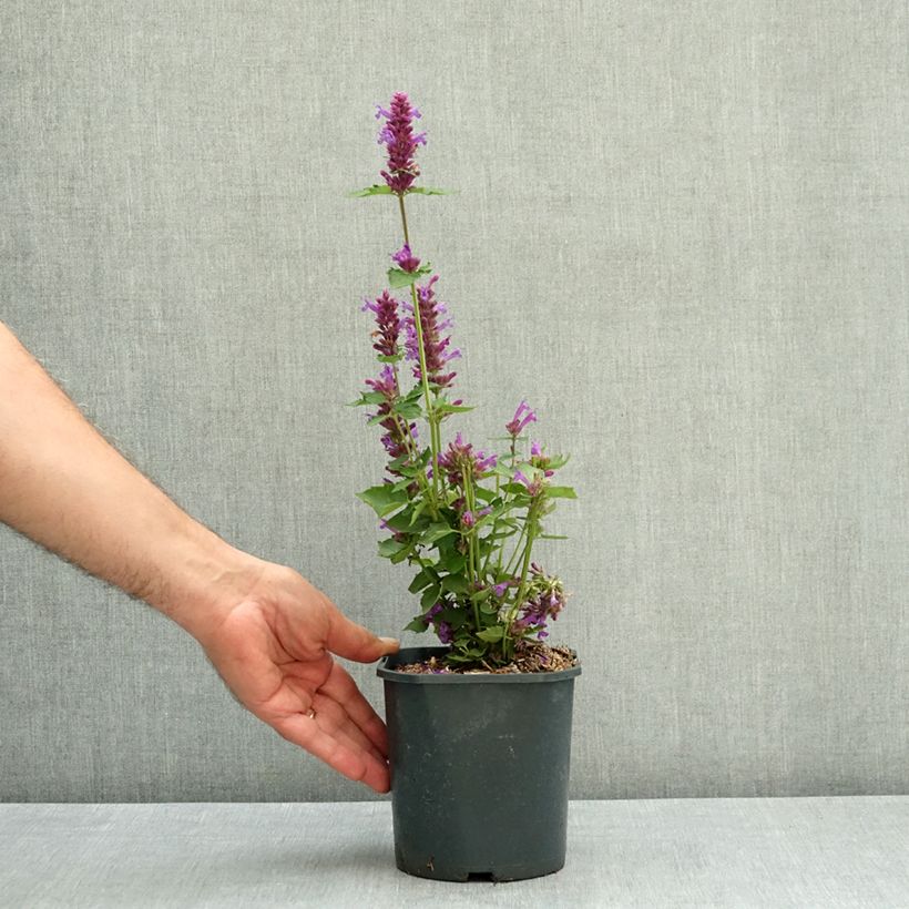 Example of Agastache Blue Boa Pot de 2L/3L as you get in ete