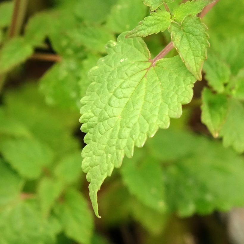 Agastache foeniculum Celestia - Hysope anisée (Foliage)