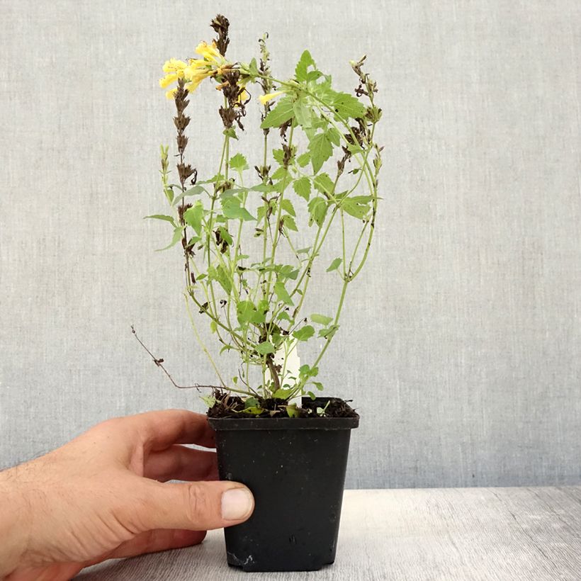 Example of Agastache Kudos Gold Godet de 8/9 cm as you get in automne