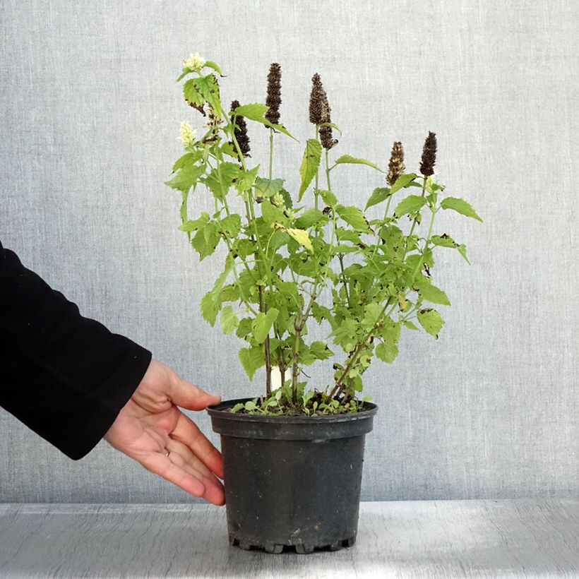 Example of Agastache rugosa Alabaster Pot de 2L/3L as you get in automne