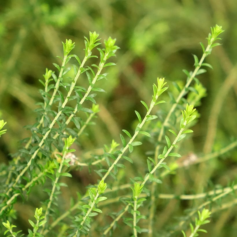 Agathosma capensis - Buchu du Cap (Foliage)