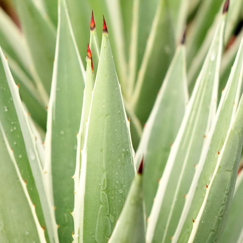 Agave angustifolia Marginata (Foliage)