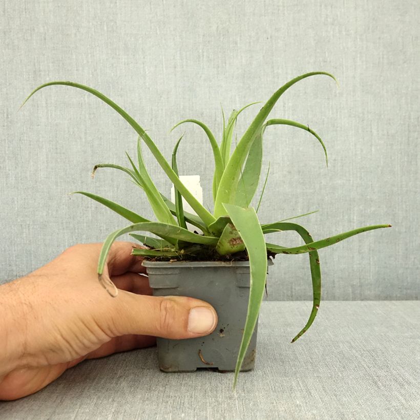 Example of Agave bracteosa Godet de 8/9 cm as you get in ete