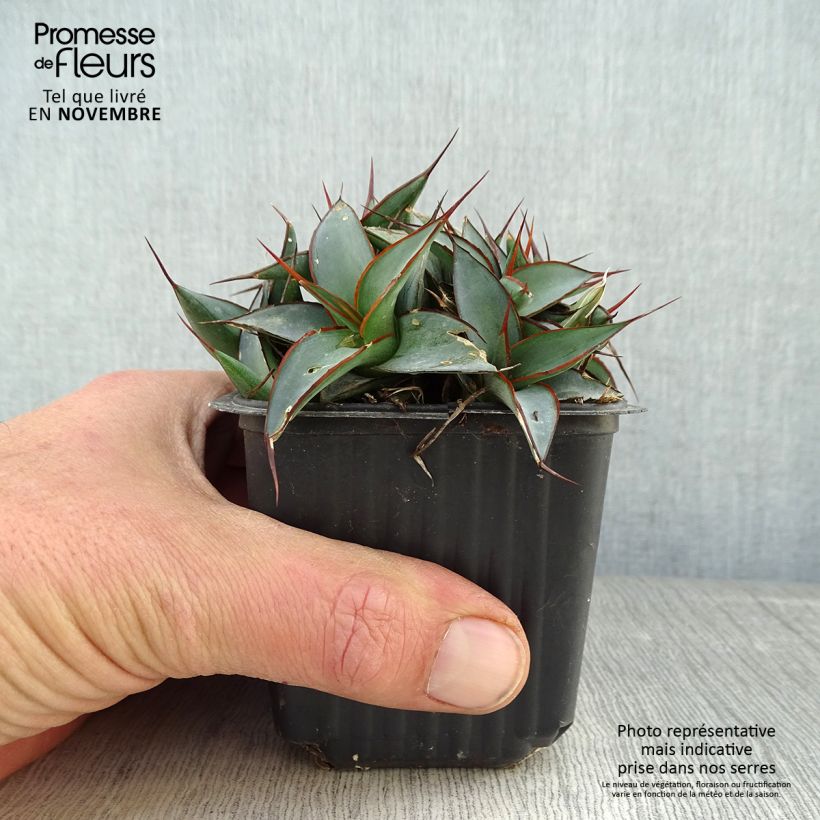 Example of Agave impressa Impressive Godet de 8/9 cm as you get in automne