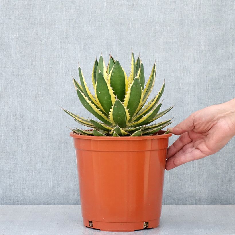 Example of Agave lophantha Quadricolor - Agave à quatre couleurs Pot de 3L/4L as you get in printemps