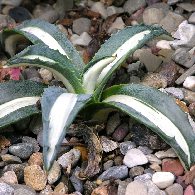 Agave Mediopicta Alba - Agave d'Amérique (Plant habit)
