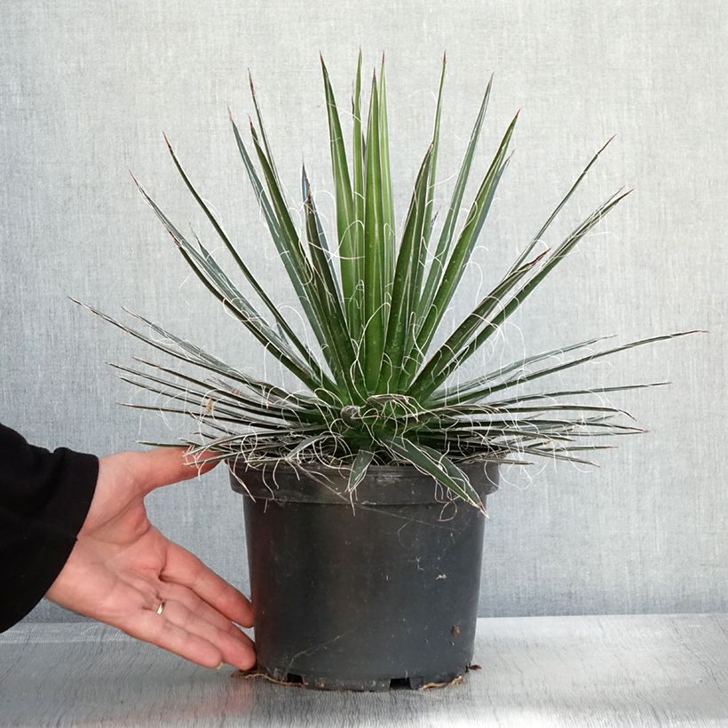 Example of Agave multifilifera - Agave des montagnes Pot de 3L/4L as you get in automne