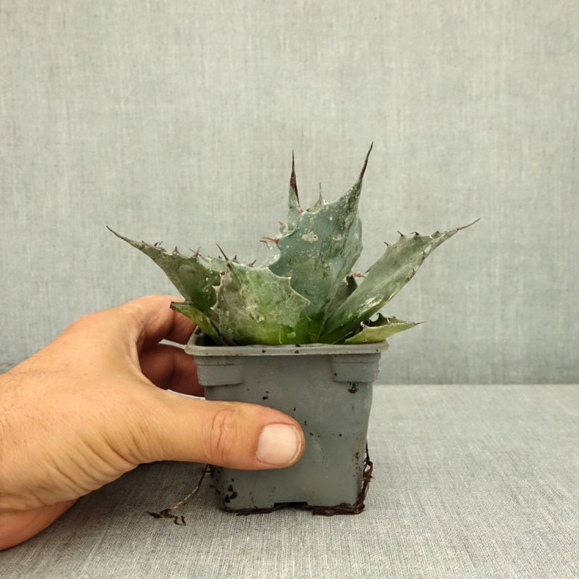 Example of Agave parrasana - Agave chou Godet de 8/9 cm as you get in ete
