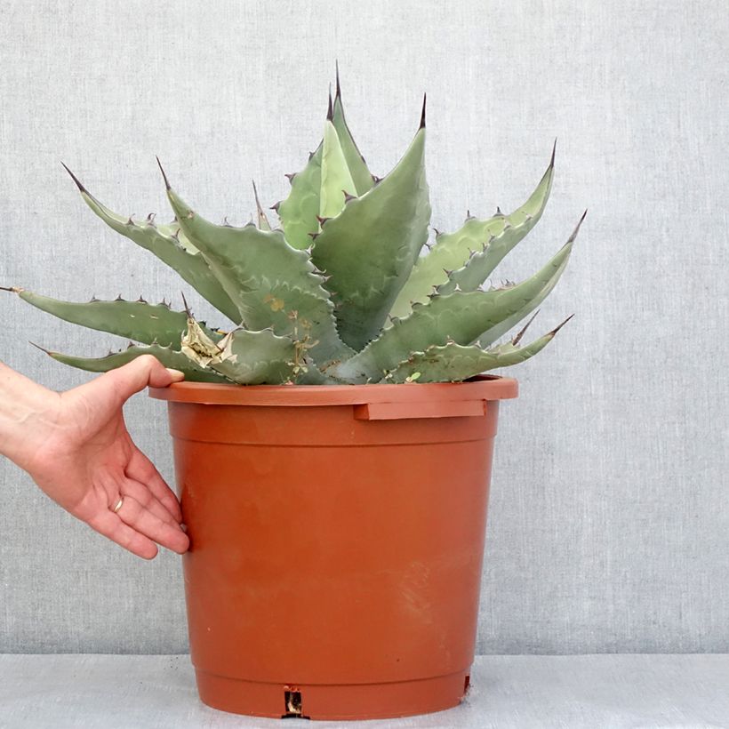 Example of Agave salmiana subsp. crassispina Pot de 12L/15L as you get in automne