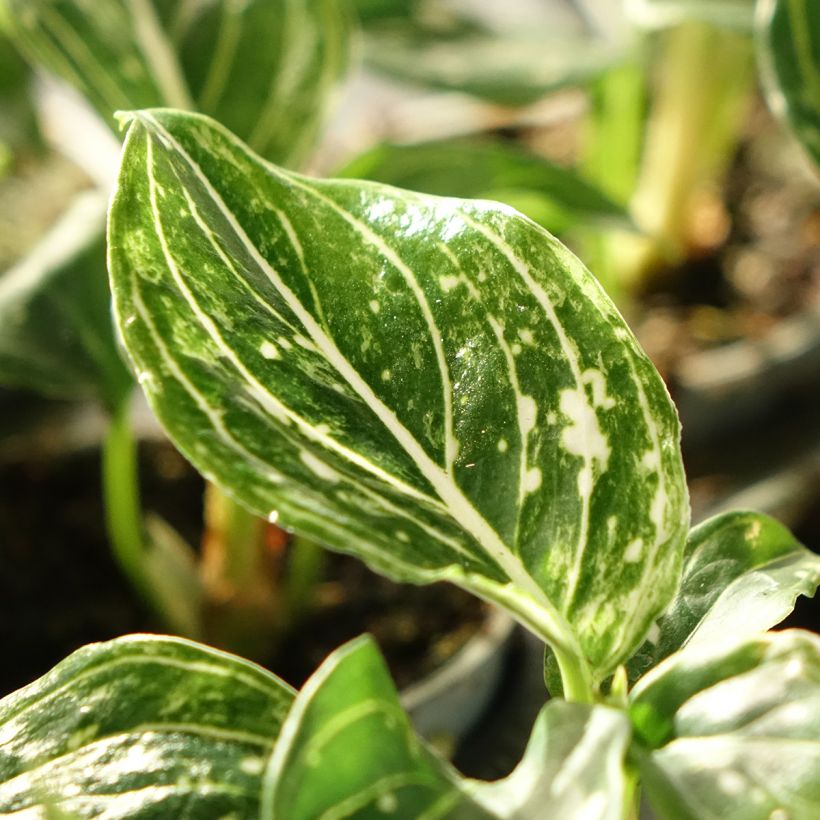 Aglaonema Toms Pride (Foliage)