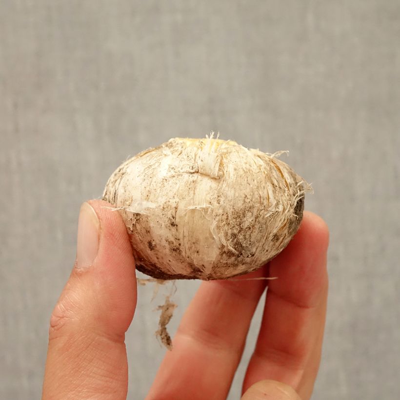 Example of Ail d'ornement - Allium aflatunense Lucy Ball* Bulbe size 16/18 as you get in automne
