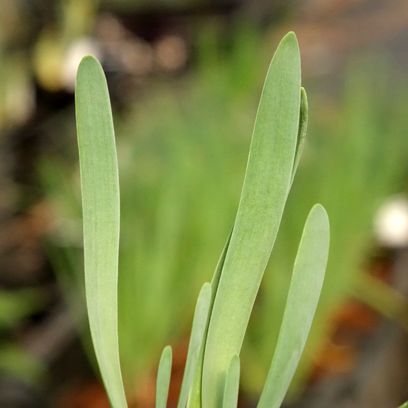 Ail d'ornement - Allium Bubble Bath (Foliage)