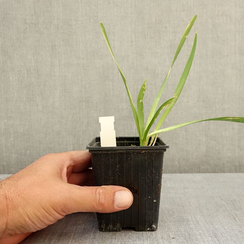 Example of Ail d'ornement - Allium Bubble Bath Godet de 8/9 cm as you get in ete