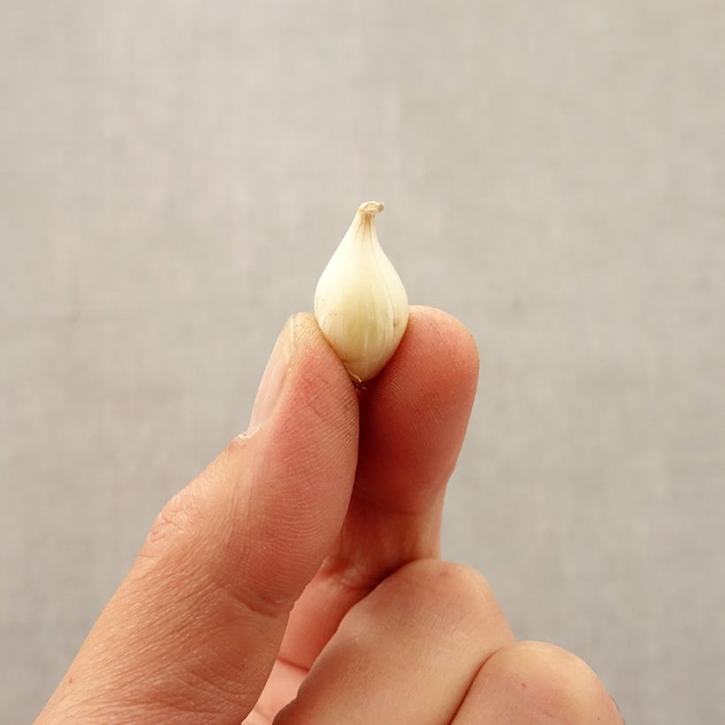 Example of Ail d'ornement - Allium caesium Bulbe size 5+ as you get in automne