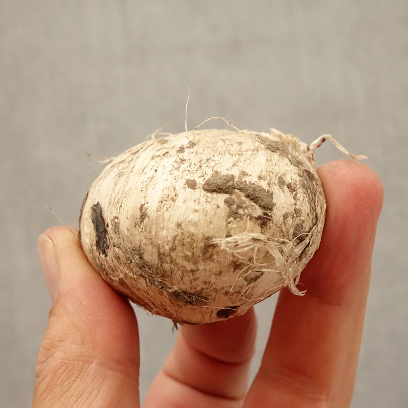 Example of Ail d'ornement - Allium Forelock Bulbe size 14+ as you get in automne