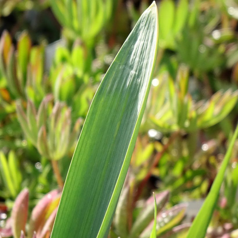 Ail d'ornement - Allium Gladiator (Foliage)