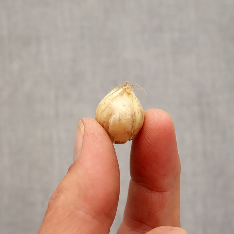 Example of Ail d'ornement - Allium Hair Bulbe size 5+ as you get in automne