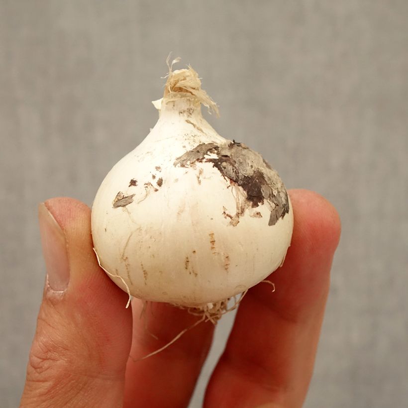 Example of Ail d'ornement - Allium Magic Bulbe size 10+ as you get in automne