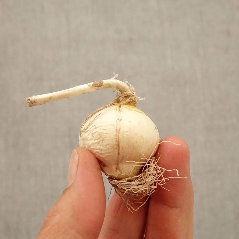 Example of Ail d'ornement - Allium Miami Bulbe size 10+ as you get in automne