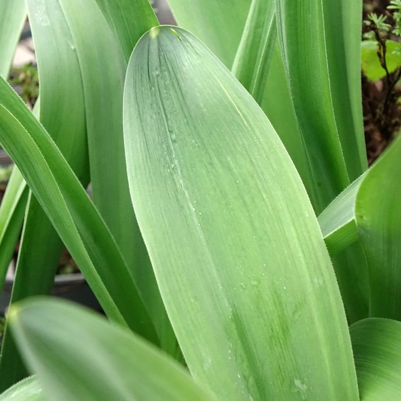 Ail d'ornement - Allium Mount Everest (Foliage)