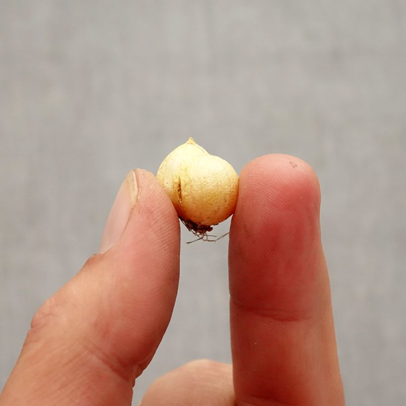 Example of Ail d'ornement - Allium neapolitanum Groupe Cowanii Bulbe size 5+ as you get in automne