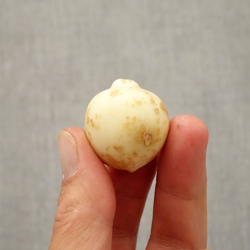 Example of Ail d'ornement - Allium nevskianum Bulbe size 10+ as you get in automne