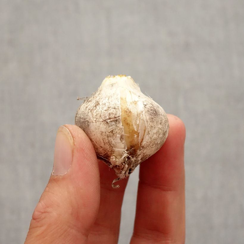Example of Ail d'ornement - Allium nigrum Pink Jewel Bulbe size 10+ as you get in automne