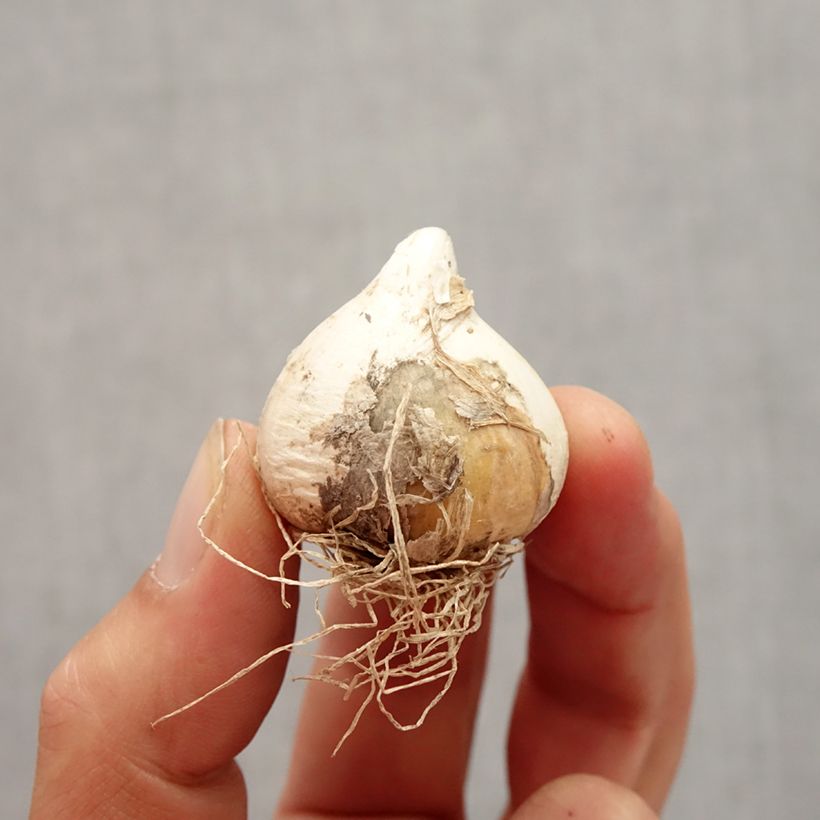 Example of Ail d'ornement - Allium schubertii Spider Bulbe size 10+ as you get in automne