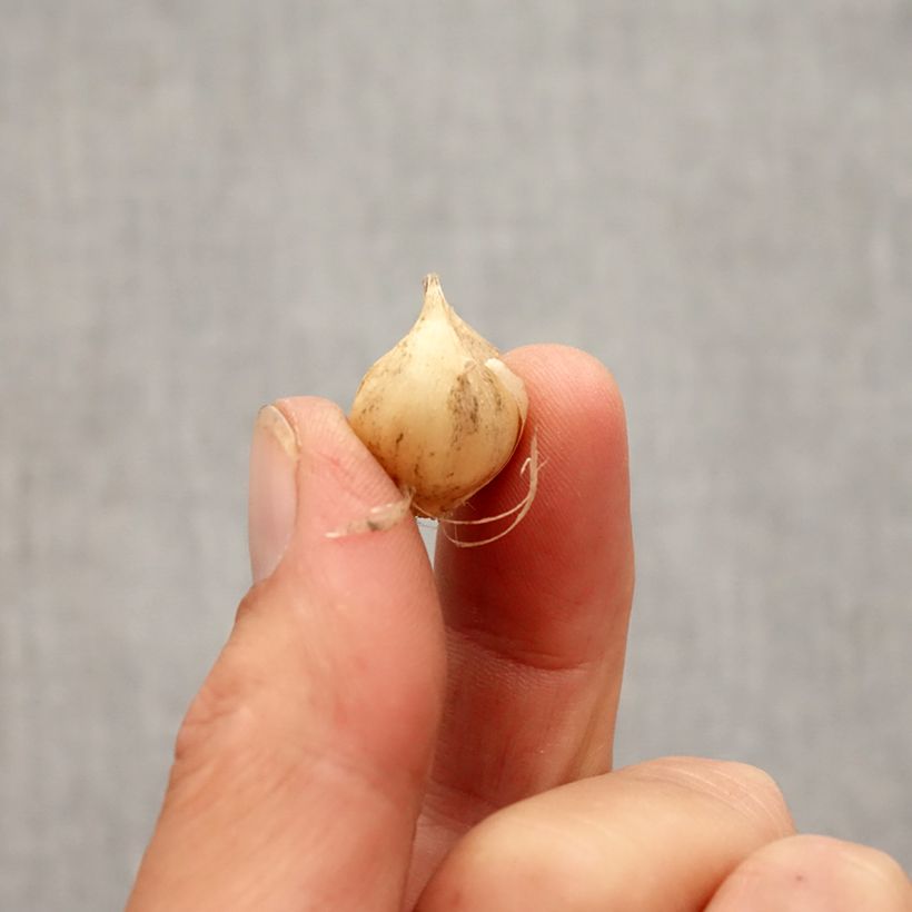 Example of Ail d'ornement - Allium scorodoprasum Art Bulbe size 5+ as you get in automne