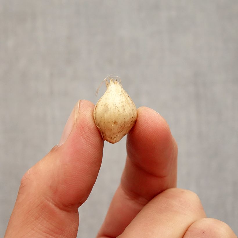 Example of Ail d'ornement - Allium scorodoprasum Passion Bulbe size 5+ as you get in automne