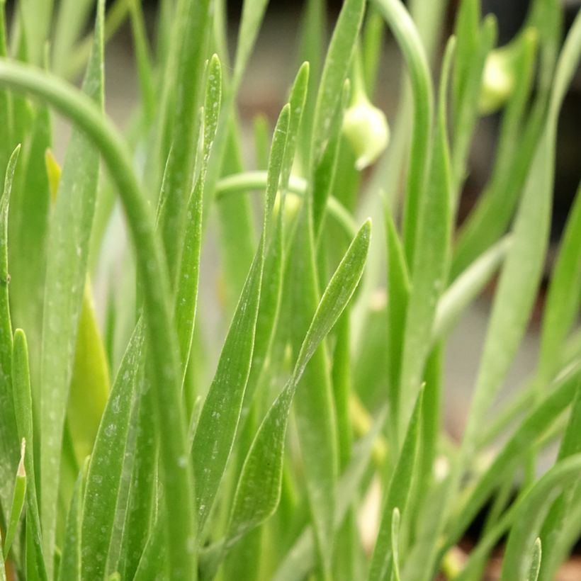 Ail d'ornement - Allium senescens In Orbit (Foliage)