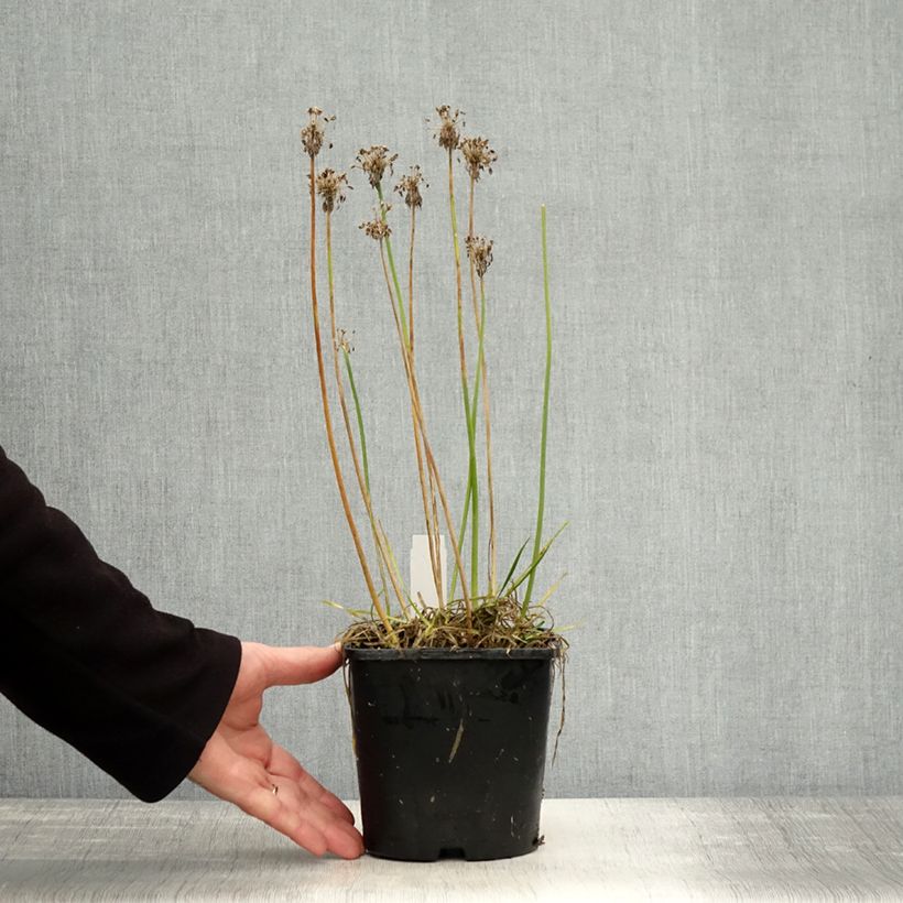 Example of Ail d'ornement - Allium senescens Lisa Green Pot de 2L/3L as you get in automne