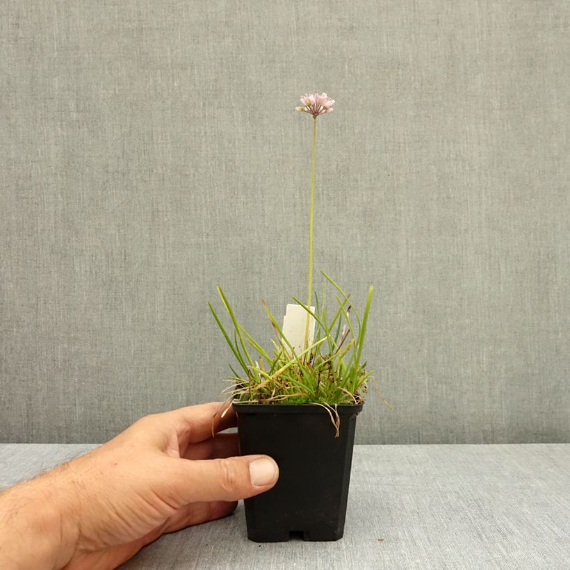 Example of Ail d'ornement - Allium senescens subsp. montanum Godet de 8/9 cm size I as you get in ete