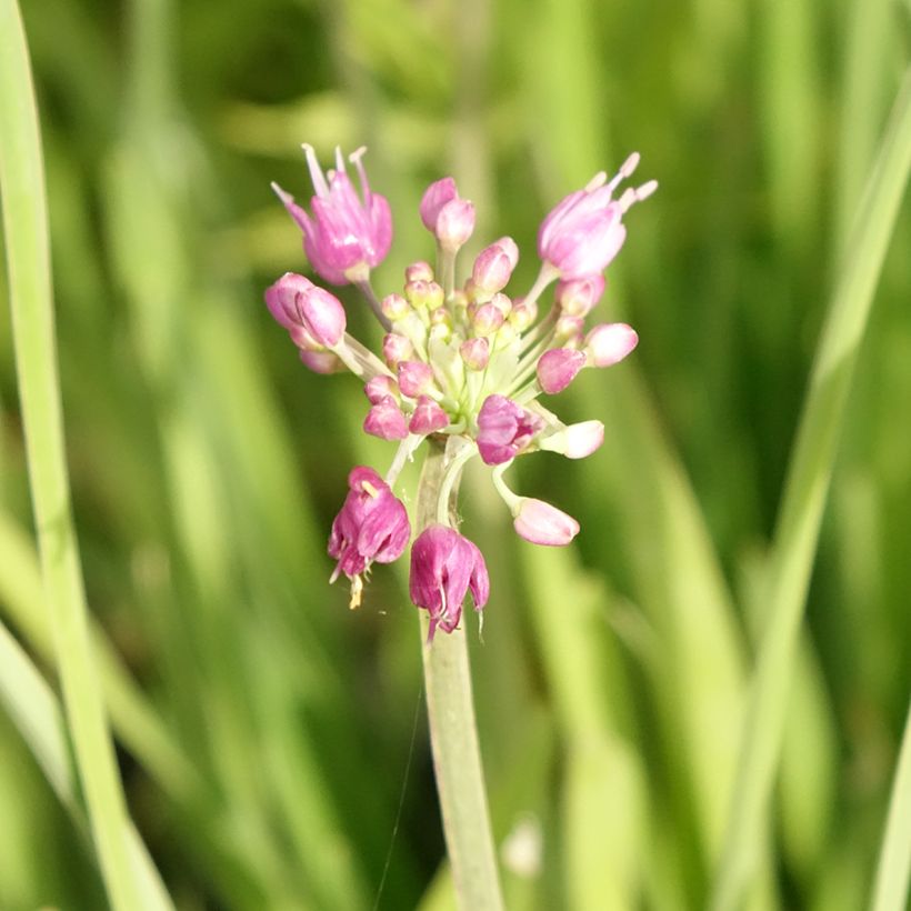 Ail d'ornement - Allium Serendipity (Flowering)