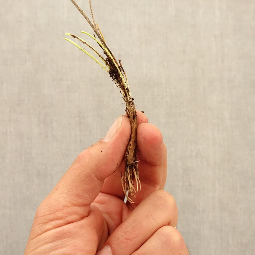 Example of Ail d'ornement - Allium sikkimense Bulbe size I as you get in automne