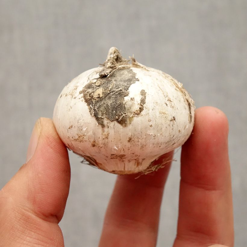 Example of Ail d'ornement - Allium stipitatum Album Bulbe size 16+ as you get in automne