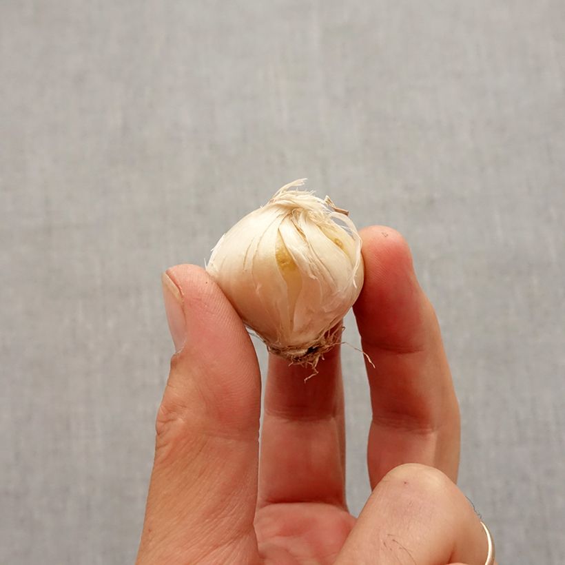 Example of Ail d'ornement - Allium stipitatum Violet Beauty Bulbe size 10+ as you get in automne