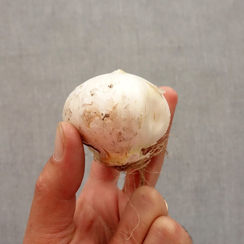 Example of Ail d'ornement - Allium stipitatum White Giant Bulbe size 18+ as you get in automne