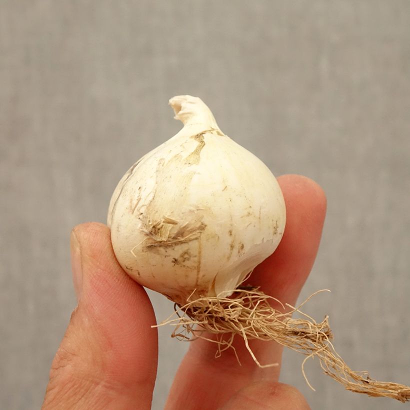 Example of Ail d'ornement - Allium Summer Drummer Bulbe size 12+ as you get in automne