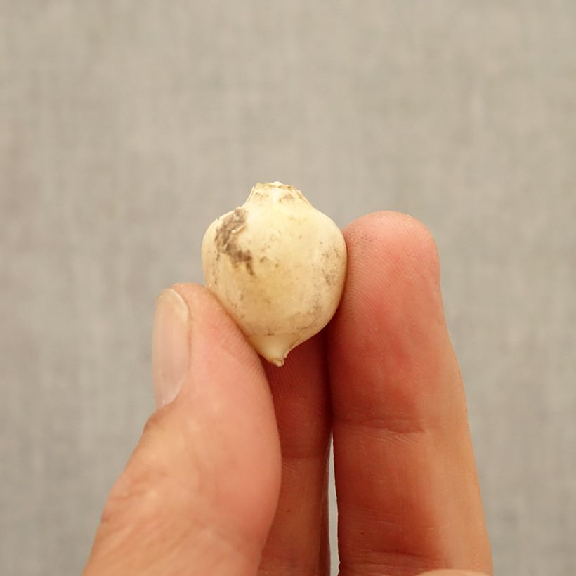 Example of Ail d'ornement - Allium triquetrum Bulbe size 5+ as you get in automne