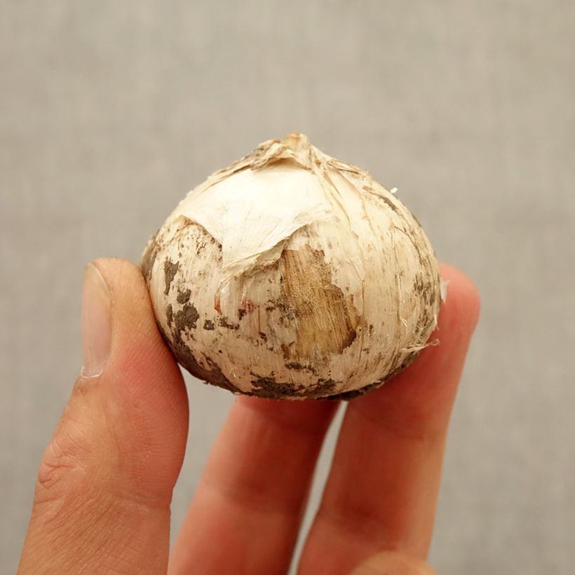 Example of Ail d'ornement - Allium Universe Bulbe size 20+ as you get in automne