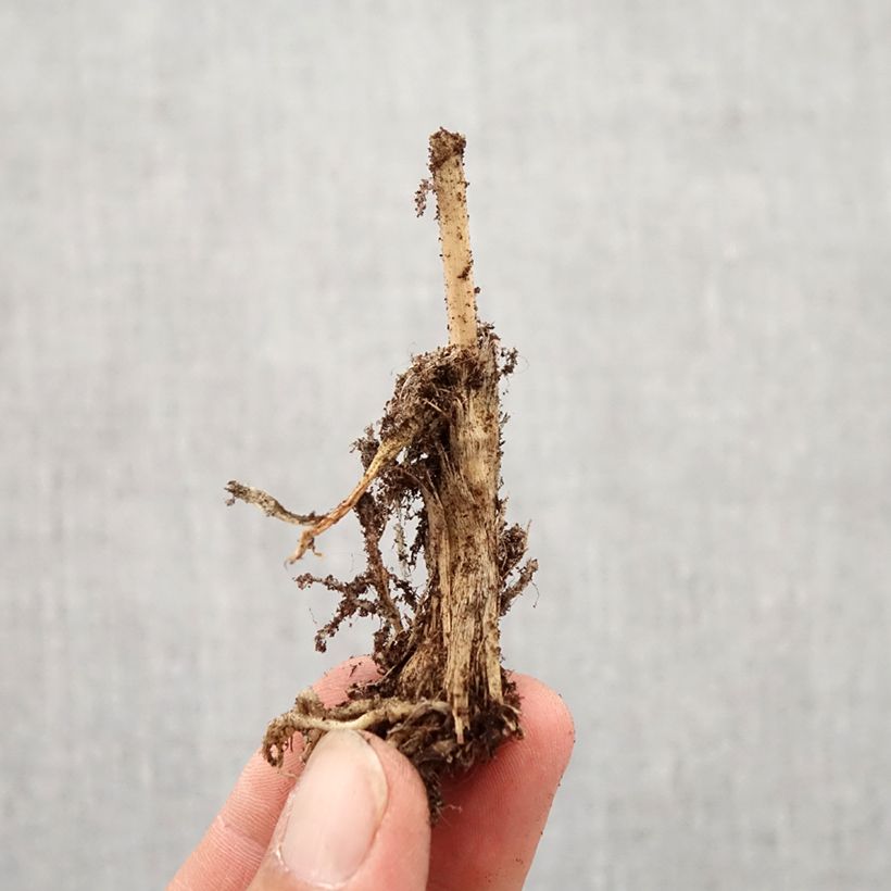 Example of Ail odorant - Allium ramosum Bulbe size I as you get in automne