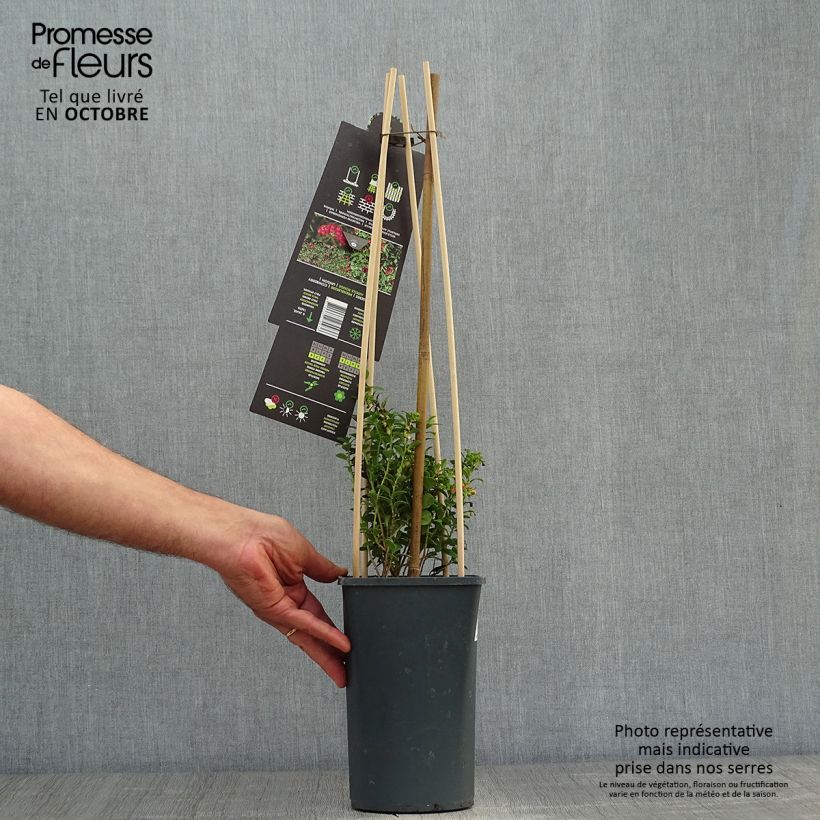 Example of Airelle, Vaccinium vitis idaea Pot de 1,5L/2L as you get in automne