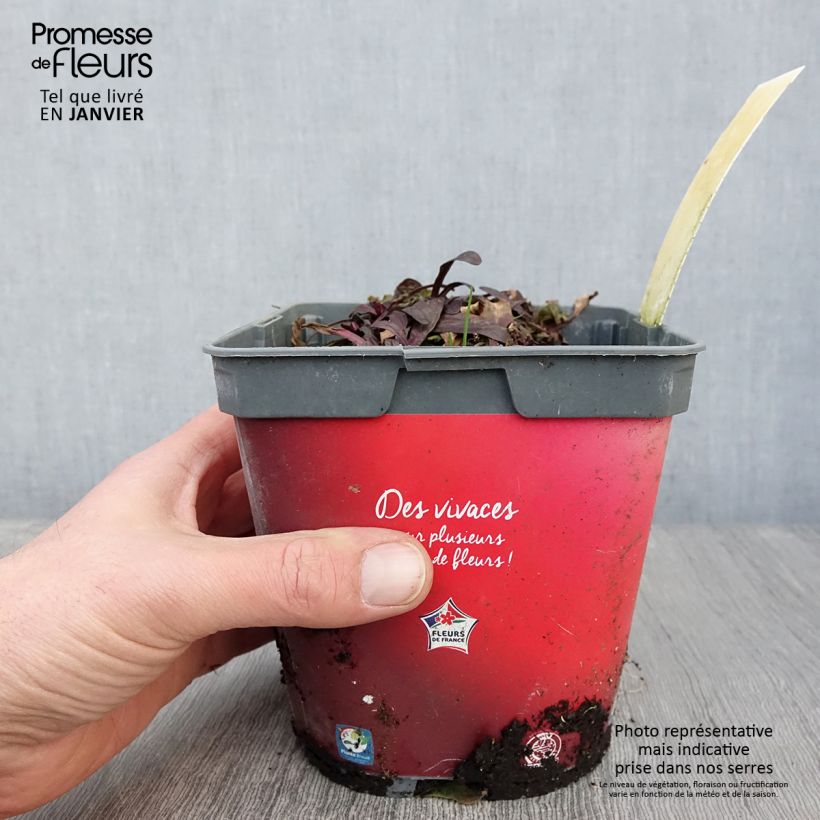 Example of Ajuga Noble Nightingale - Bugle rampante Pot de 2L/3L as you get in hiver