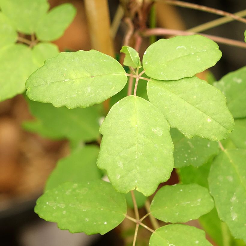 Akebia pentaphylla - Akebie hybride (Foliage)