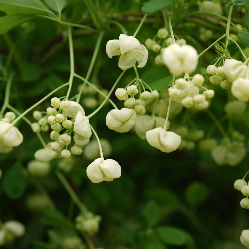 Akebia quinata Alba - Akébie à cinq feuilles (Flowering)