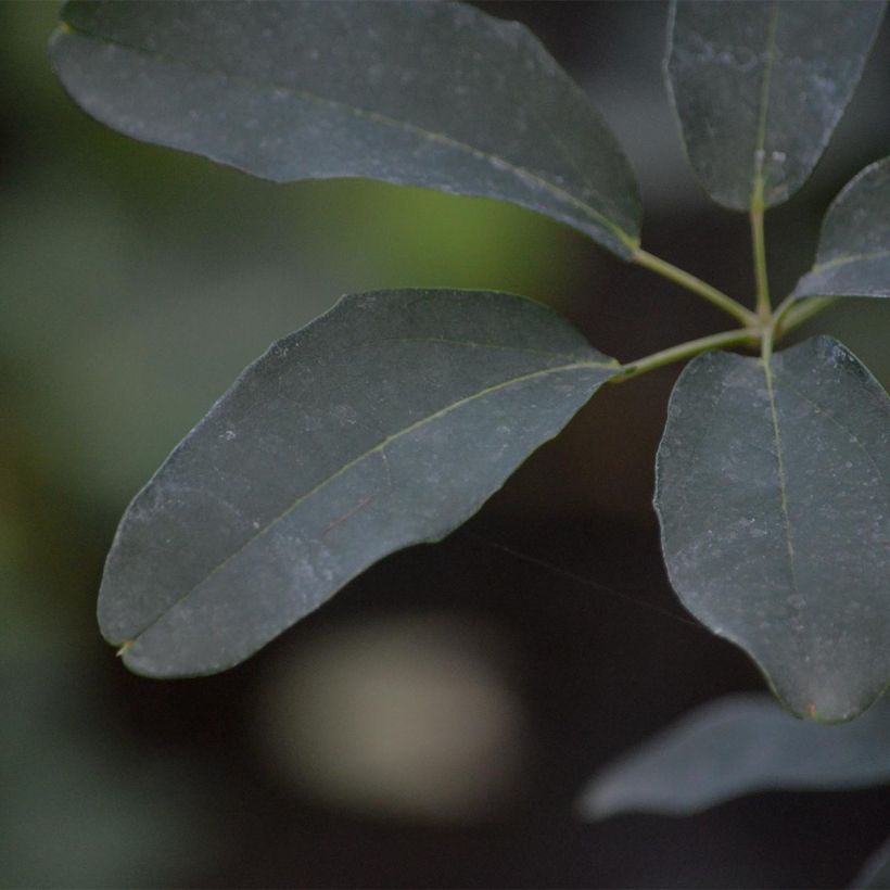 Akebia quinata Rosea - Akébie à cinq feuilles (Foliage)