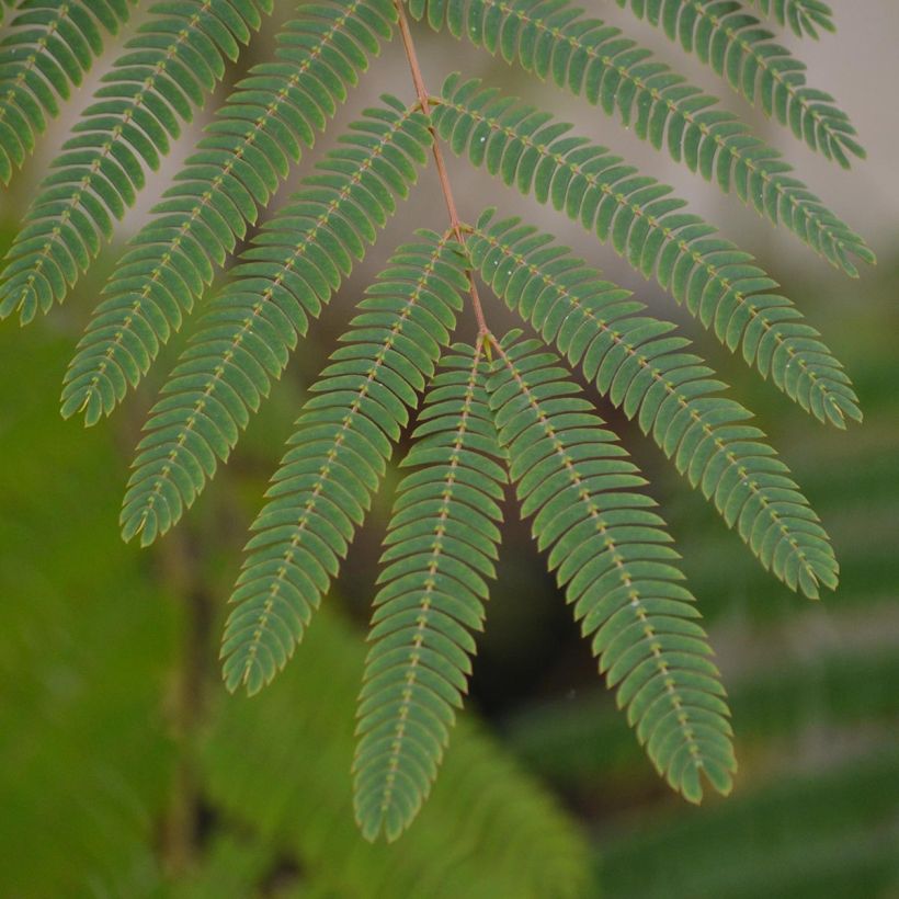 Albizia julibrissin Ombrella - Arbre à soie (Foliage)